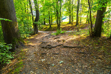 Fototapeta na wymiar Walkway Path of Green Trees in Forest