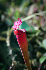 Carnivorous Sarracenia pitcher plant © Iryna Rasko