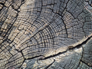 Fototapeta premium Close up of beautiful cut tree stump textured and background.