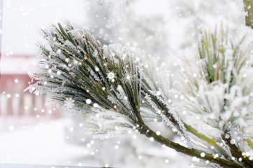 Frosted  pine branch and snowflakes