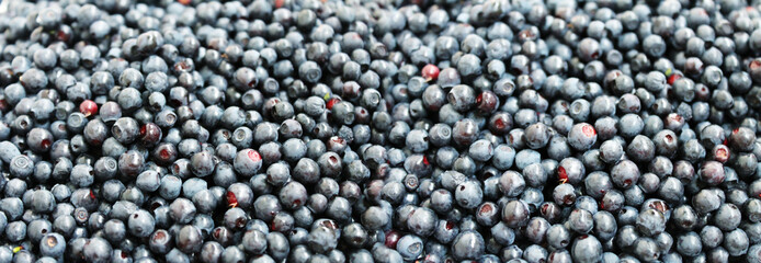 Panoramic image of blueberry. Ripe berries are scattered.