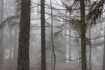 Late autumn forest in the fog