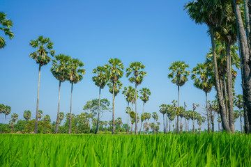 Obraz premium Green Rice Field with Blue Sky