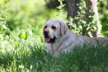 a cute yellow labrador in the park