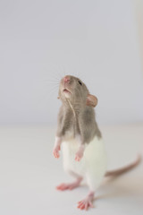 Rat upstanding, rat on two legs, rat standing up with white background, rat as a human