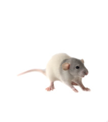 Rat with white background