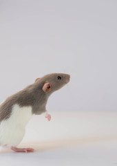 Rat upstanding, rat on two legs, rat standing up with white background, rat as a human