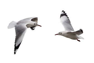 seagull flying isolated on a white background