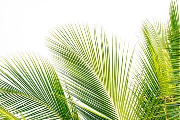 Naklejka na ściany i meble background of green coconut palm leaf on white sky background