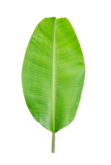 Tropical plant, banana leaf isolated on white background, File contains a clipping path.