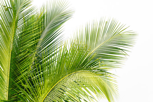 background of green coconut palm leaf on white sky background