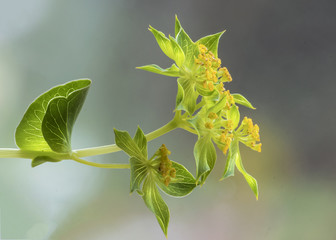 Yellow Bouquet Flower