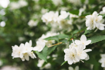 Apple tree in blossom, spring nature background