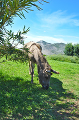 Fototapeta premium Grazing Donkey - close-up