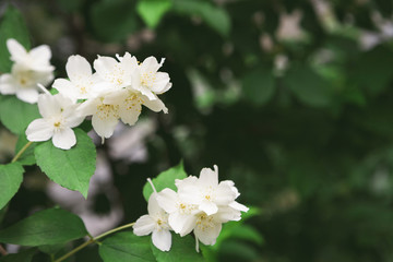 Obraz premium Apple tree in blossom, spring nature background