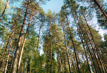 Fototapeta premium A coniferous forest. tall pines against the blue of the sky