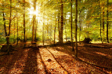 Obraz premium Abends im Wald, goldenes Licht, Sonne strahlt durchs herbstliche Laub