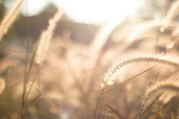 Grassland of tropical in over sunset time blurred image.