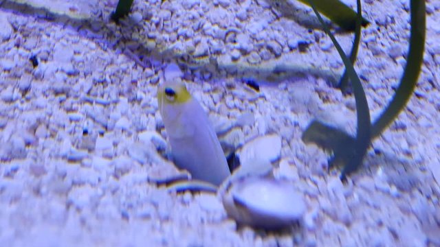 Close up of a yellowhead jawfish poking out of its burrow in the sea bed