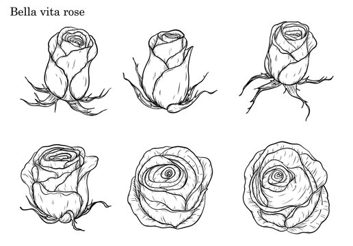 Rose vector set by hand drawing.Beautiful flower on white background.Rose art highly detailed in line art style.Bella vita rose for wallpaper.