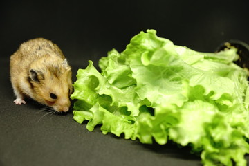 Hamster with fresh green salad isolated on black background