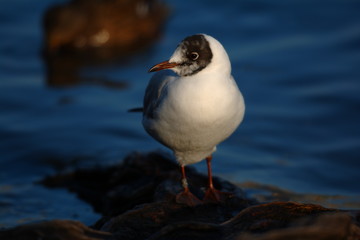 Fototapeta premium Seagull on a stone next to the shore.