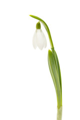 snowdrop isolated