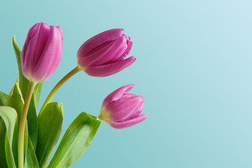 Violet tulips bouquet on blue background