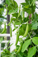 Pea plant (pisum sativum) with several pods growing on a balcony