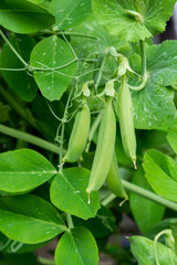 Pea plant (pisum sativum) with several pods