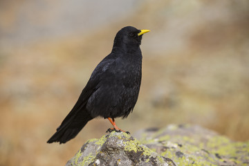 Chocard à bec jaune (Pyrrhocorax graculus), Parc National des Ecrins, région du Briançonnais, Hautes-Alpes