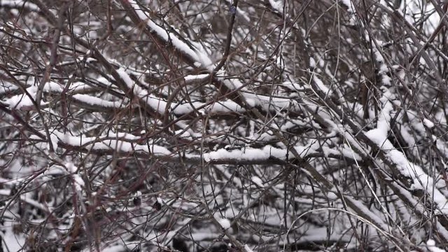 snowfall in the winter yard. Slow motion