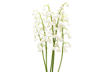 Lily of the valley flowers isolated