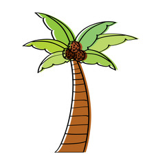 palm coconut plant tree beach flora vector illustration