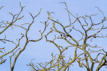 Pie perchée sur un arbre en hiver