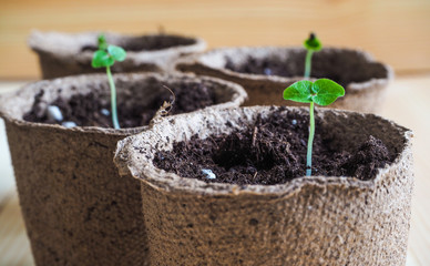 Young seedlings of seeds. Young seedlings of plants, tomatoes and peppers in peat pots.
