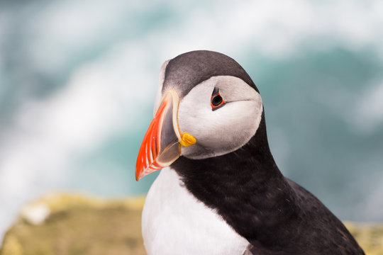 Island, Vesturbygg&eth;, hier kann man die Puffins (Papageientaucher) bewundern