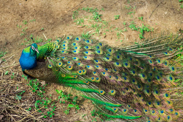 Portrait of a beautiful Indian wild peacock.