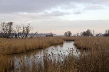 Creek bordered by reed in Biesbosch National Park, Netherlands
