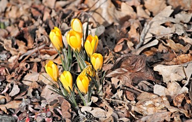 gelber Krokus im Frühling
