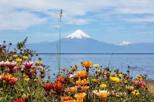 Chile, X Regi&oacute;n, Llanquihue, Frutillar, Aussicht auf den Vulkan Osorno mit Blumen im Vordergrund