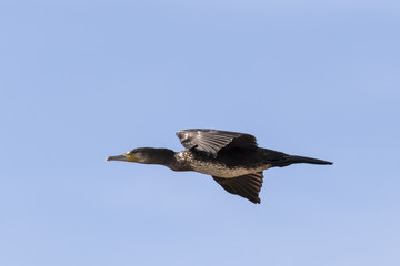 Ave Cormorán (Phalacrocorax carbo) volando en cielo azul