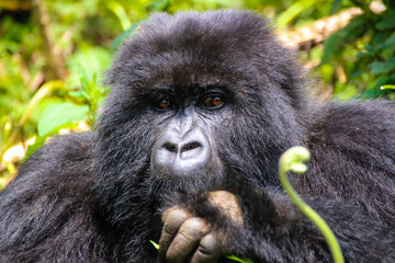 Obraz premium Wilde Berggorillas auf den Galapagos Inseln