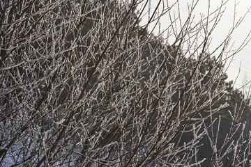 Natural background of young tree branches in winter, covered with hoarfrost in the rays of the winter sun. Hoarfrost on branches glitters in the sun.
