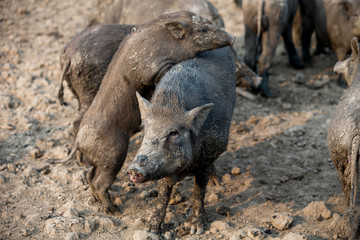 Black pig mom and son playing