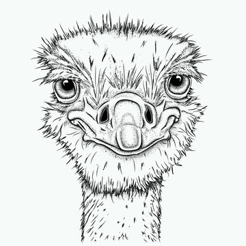 Portrait of ostrich. Can be used for printing on T-shirts, flyers, etc. Vector illustration