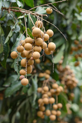Longan orchards - Tropical fruits young longan in Thailand