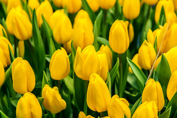 Obraz premium Yellow tulips on a Sunny spring day, selective focus. Background.