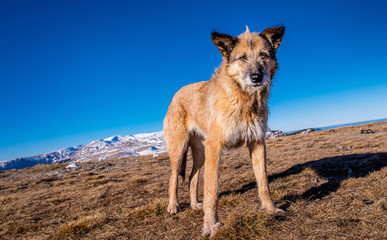 wild dog on top of the mountains