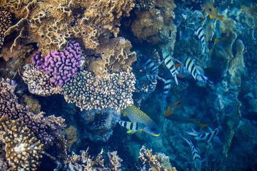 Tropical Fish and Coral Reef, Underwater, Red Sea, Egypt